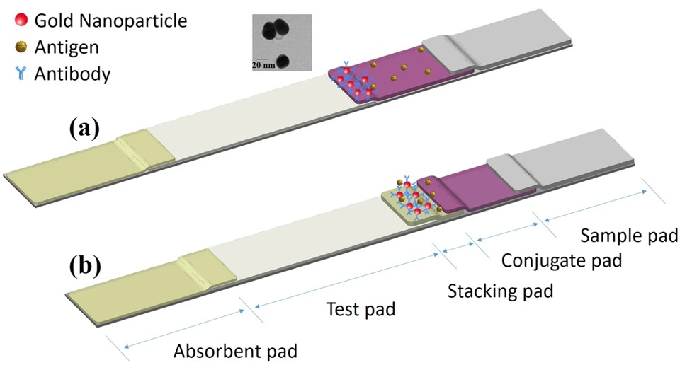 Fig.2 Mechanism of Action for LFIA and sLFIA Tests.